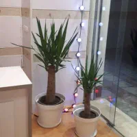 سلمان فارسی- اجاره مغازه 72 متر-تابلو تبلیغات-دکور|اجارهٔ مغازه و غرفه|ساری, |دیوار