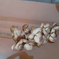 گل مصنوعی|گل مصنوعی|تهران, تهرانپارس غربی|دیوار