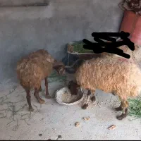 میش قیمت مفت