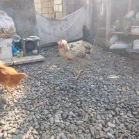 خروس نژاد دار|حیوانات مزرعه|کیاشهر, |دیوار