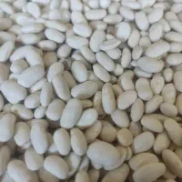 لوبیا سفید تازه