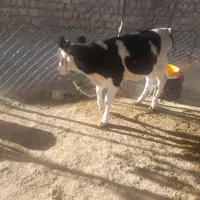 گاووگوساله|حیوانات مزرعه|چگنی, |دیوار