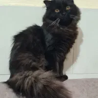 گربه پرشین بلک|گربه|ماهدشت, |دیوار