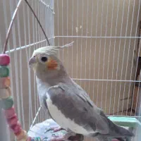 یک جفت عروس هلندی نر و ماده|پرنده|تهران, نازیآباد|دیوار