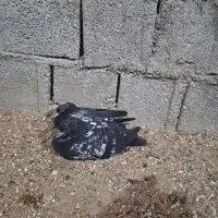 کبوتر|پرنده|آبپخش, |دیوار