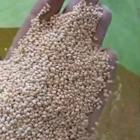 ارزن بیرجندی درجه یک و یکدست