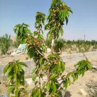 باغ-قنوات