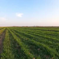 فروش فوری زمین کشاورزی 5 هکتاری یکجا لب کانال