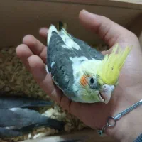 جوجه عروس|پرنده|اردبیل, |دیوار