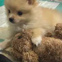 سگ پامرانین