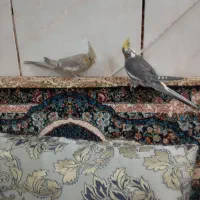 عروس هلندی سخنگو|پرنده|کبودرآهنگ, |دیوار