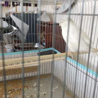 قناری گلاستر زینتی درجه یک مخصوص خاص پسندا