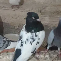 جفت سینه به شرط پرش و تخم و جوجه