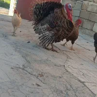 بوقلمون