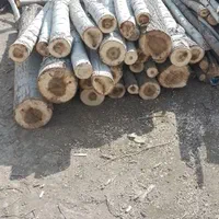 خریدار درخت|خدمات باغبانی و درختکاری|سنقر, |دیوار