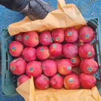 فروش سیب|عمدهفروشی|اهر, |دیوار