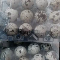 فروش تخم بلدرچین نطفه دار و خوراکی