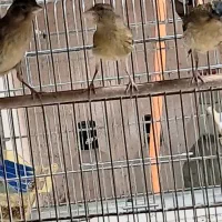 فروش ۲ جفت ۴ عدد قناری سبز