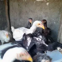 لاری بوقلمون