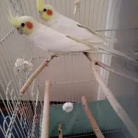 عروس هلندی سالم وسلامت کشیده و خوشگل