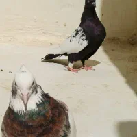 کفتر سینه و طوقی نر هوایی بزن|پرنده|شیراز, رکن‌آباد|دیوار