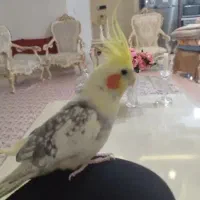 عروس هلندی سخنگو هردو نر