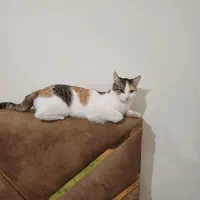 گربه
