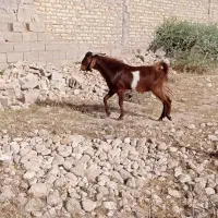 کهره چبش