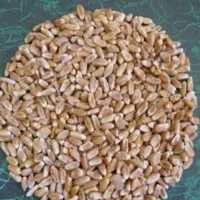 خرید وفروش علوفه دامی