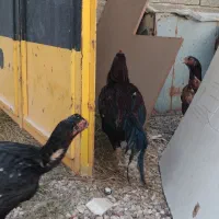 خروس و مرغ لاری|حیوانات مزرعه|شیراز, گویم|دیوار