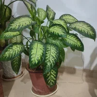 گل و گیاه