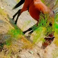 اسب فروشی|اسب و تجهیزات اسب‌سواری|جیرفت, |دیوار