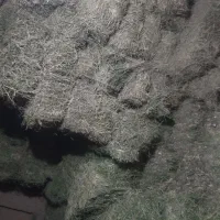 یونجه درجه یک