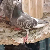 کبوتر|پرنده|خوی, |دیوار