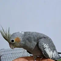 عروس هلندی|پرنده|اهر, |دیوار