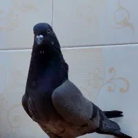 کفتر پرشی|پرنده|تهران, شهرک طالقانی|دیوار