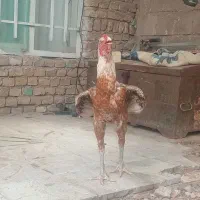 خروس
