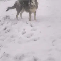 واگذاری سگ ماده پژدر کردی ماده گاور