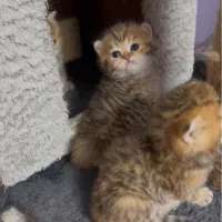 واگذاری گربه