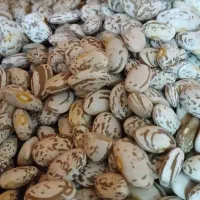 لوبیا ارتشی تازه