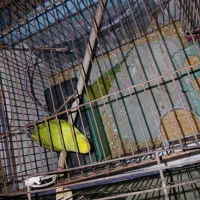 مرغ عشق|پرنده|شیراز, کوشک میدان|دیوار