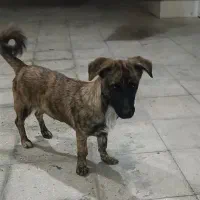 سگ گمشده