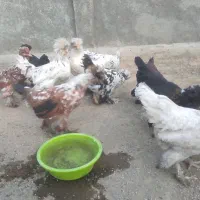 ۱۲عدد مرغ و خروس لهستانی کاکلی و پرپا|حیوانات مزرعه|قلقل رود, |دیوار