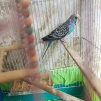 مرغ عشق ماده