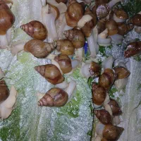 حلزون|خزنده|مشهد, رده|دیوار