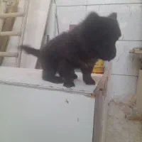 سگ چاوچاو قیمت ۱۵ تومان|سگ|اصفهان, بهارستان|دیوار