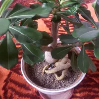 گل بنسای خیلی زیبا