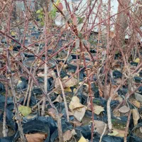 فروش نهال زینتی زرشک گل و..