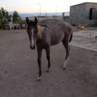 اسب ابستن ترکمن با کره ماده|اسب و تجهیزات اسبسواری|گنبد کاووس, |دیوار