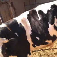 گوساله چاق|حیوانات مزرعه|اسفراین, |دیوار